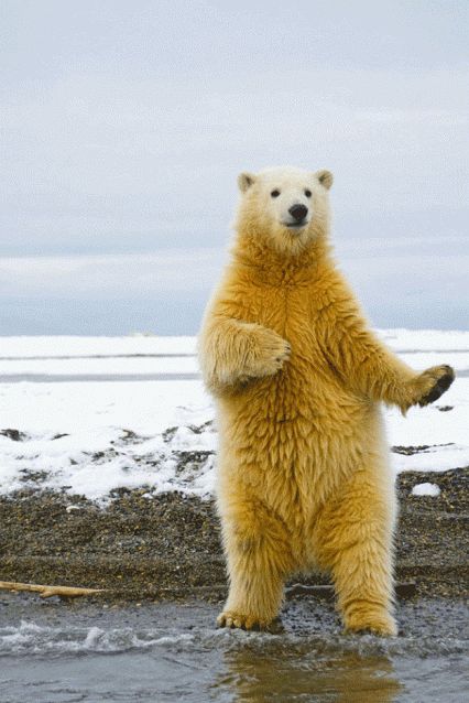 Aint No Party Like A Polar Bear Party GIF - Dance Polarbear Bear - Discover & Share GIFs Bear Gif, Dancing Bears, Bear Cubs, Exotic Pets, Beautiful Creatures, Polar Bear, Animals Beautiful, Koala, Pet Birds