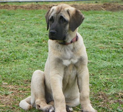 Gerlach Anatolian Shepherd Dogs - in Napa, California - Anatolian Breeder, puppies occasionally - ASDI, Inc. Anatolian Shepherd Puppy, Anatolian Shepherd Aesthetic, Anatolian Shepherd Puppies, Dogs Photos, Livestock Guardian, Anatolian Shepherd, Napa California, Dog Tips, Shepherd Puppy