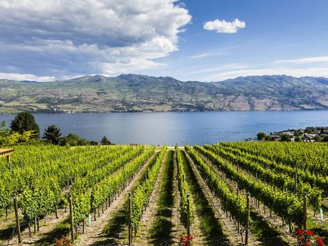 Vineyard at a winery in British Columbia's Thompson Okanagan region Things To Do In Kelowna, Okanagan Valley, Bike Route, Wine Trail, Scenic Routes, Beautiful Places In The World, Commercial Real Estate, Stunning View, Most Beautiful Places