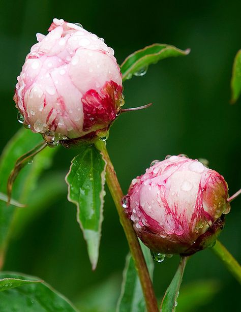 Peony Buds, Peony Bud, Drops Of Water, Peony Painting, 강아지 그림, Peonies Garden, Floral Arrangements Wedding, Beautiful Bouquet Of Flowers, Flower Bud