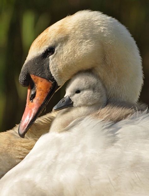 ภเгคк ค๓๏ Mute Swan, Swans Art, Pretty Birds, Sweet Animals, Swans, Animal Photo, Cute Little Animals, 귀여운 동물, Animals Friends