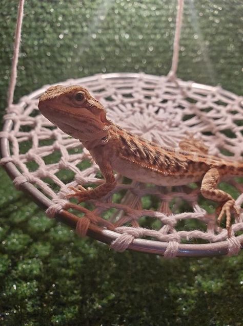 Bearded dragon are climbers at all ages. Hammocks provides them good places for basking, hiding and relaxing. #beardeddragon #hammock Diy Lizard Hammock, Gecko Hammock Diy, Reptile Hammock Diy, Bearded Dragon Vivarium Ideas, Diy Bearded Dragon Harness, Diy Bearded Dragon Hammock, Diy Beardie Hammock, Bearded Dragon Enclosure Ideas, Crochet Bearded Dragon Hammock