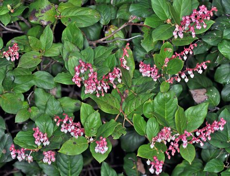 Salal Plant, Gaultheria Shallon, Privacy Hedge, Shade Shrubs, Flower Identification, Lemon Leaves, Edible Landscaping, Drought Tolerant, Native Plants