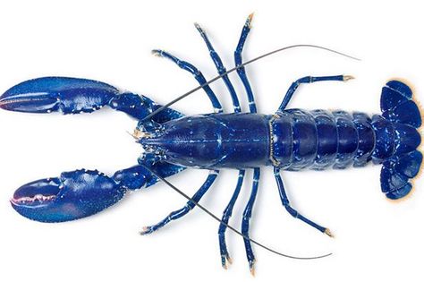 If you thought a blue lobster was weird take a look at these oddly-coloured creatures - Mirror Online Blue Lobster, Crab And Lobster, Animal Science, Animale Rare, Crustaceans, Going Natural, Art Themes, Ocean Life, History Museum