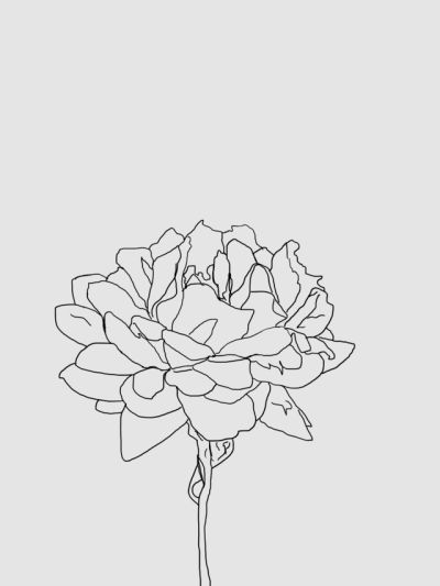 Carnation Drawing, Carnation Tattoo, Line Art Flowers, Botanical Line Drawing, Flower Sketches, Role Model, Line Art Drawings, Tattoo Sketches, Art Stuff