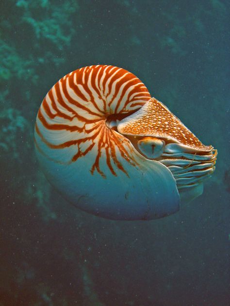 129 Nautilus | Sam Pryor | Flickr Sea Life Painting, Chambered Nautilus, Fauna Marina, Deep Sea Creatures, Water Drawing, Beautiful Sea Creatures, Aquatic Animals, Ocean Creatures, Ocean Animals