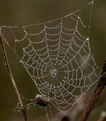 Spider Webs Foto Macro, Itsy Bitsy Spider, Beaded Spiders, Spider Art, Creepy Crawlies, Photo A Day, Water Droplets, Amazing Spider, Planet Earth