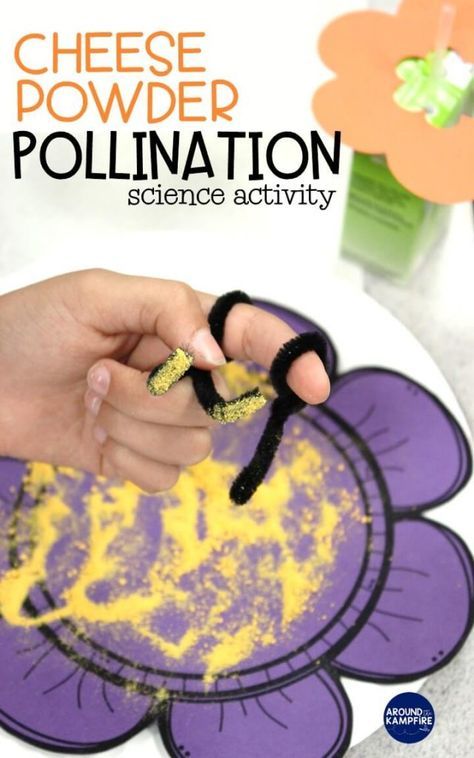 Pollination activity for kids using mac & cheese powder and pipe cleaners. A fun, hands-on science activity ideal for first, 2nd and 3rd grade students learning about insects, the life cycle of plants, plant needs, and the bee or butterfly life cycle. | NGSS 2-L52-2 Pollination Activity, Life Cycle Of Plants, Insects Preschool, Second Grade Science, Bee Activities, Life Cycles Activities, Cheese Powder, Science Activity, Kid Experiments