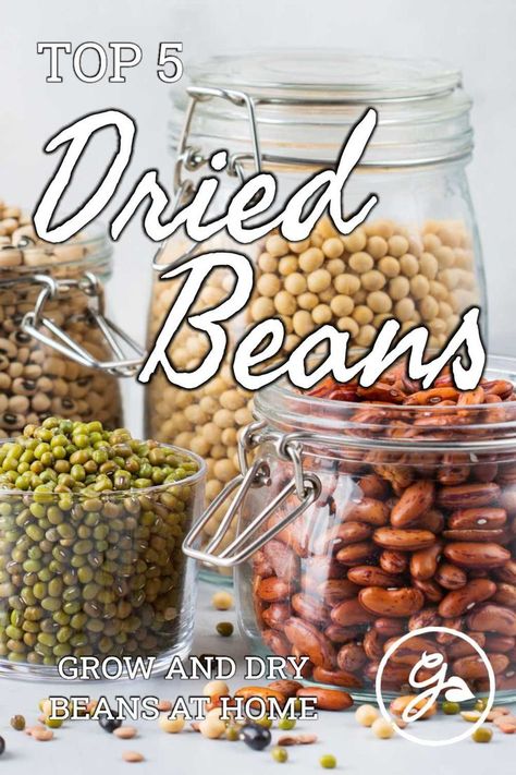 How To Grow Pinto Beans, Growing Pinto Beans, Cooking Kidney Beans, Preserving Green Beans, Green Bean Seeds, Bean Garden, Summer Gardening, Bean Varieties, Canned Food Storage