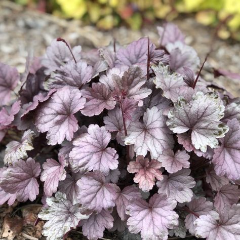 Corabells Perennials Care, Coral Bells Plant, Proven Winners Perennials, Coral Bells Heuchera, Front Yard Plants, Backyard Plants, Coral Bells, Shade Perennials, Patio Plants