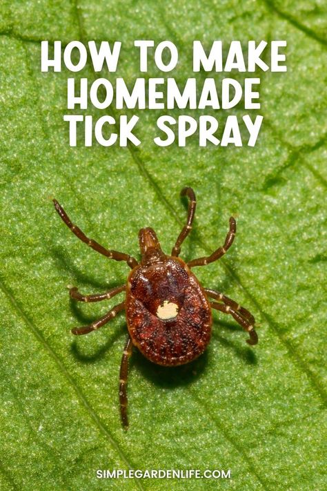 How to make homemade tick spray by simplegardenlife.com Natural Remedies For Ticks On Dogs, Home Remedy For Ticks On Dogs, Dog Tick Spray, Homemade Tick Repellent For Dogs, Tick Spray For Humans, Natural Tick Repellent For Dogs, Diy Tick Repellent For Dogs, Diy Tick Spray For Dogs, Diy Tick Repellent For Humans