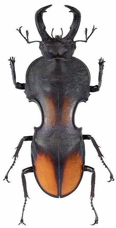 Weird Insects, Beetle Art, Cool Insects, Beetle Insect, Cool Bugs, Bug Art, Curious Creatures, Beautiful Bugs, Creepy Crawlies