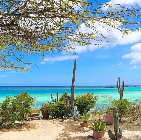 Visit Aruba on Instagram: “The always mesmerizing Mangel Halto 🌵💦 📸stevefrancees • • • #aruba #onehappyisland #paradise #turquoise #blues #sea #sand #sun #escape…” Aruba Beaches, Visit Aruba, Aruba Beach, Sea Sand, Hidden Gem, Sandy Beaches, Aruba, Travel Around The World, Travel Around