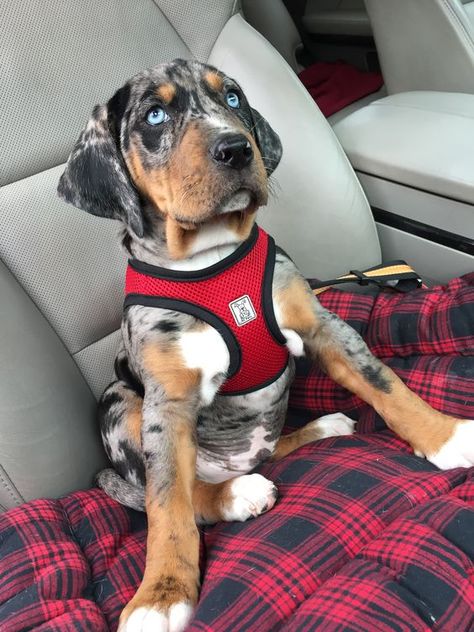 They’re really needy. You can’t go anywhere without them. Hunting Puppies, Merle Puppies, Catahoula Leopard Dog Puppy, Catahoula Puppies, Mixed Puppies, American Leopard Hound, Louisiana Catahoula Leopard Dog, Akc Breeds, Catahoula Leopard