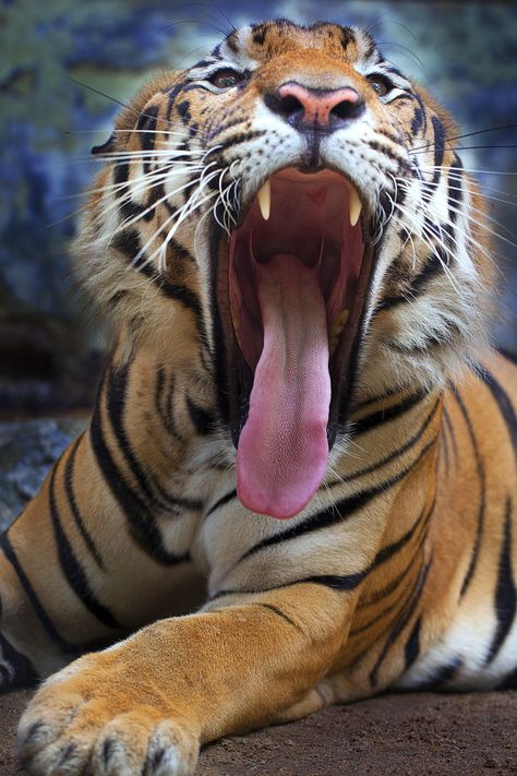 Wow, that is one big yawn from this tiger. Healing love for our big cats who are caged. Cats! Regard Animal, Tiger Love, Cheetahs, A Tiger, Large Cats, Animal Planet, Animal Photo, Beautiful Cats, 귀여운 동물