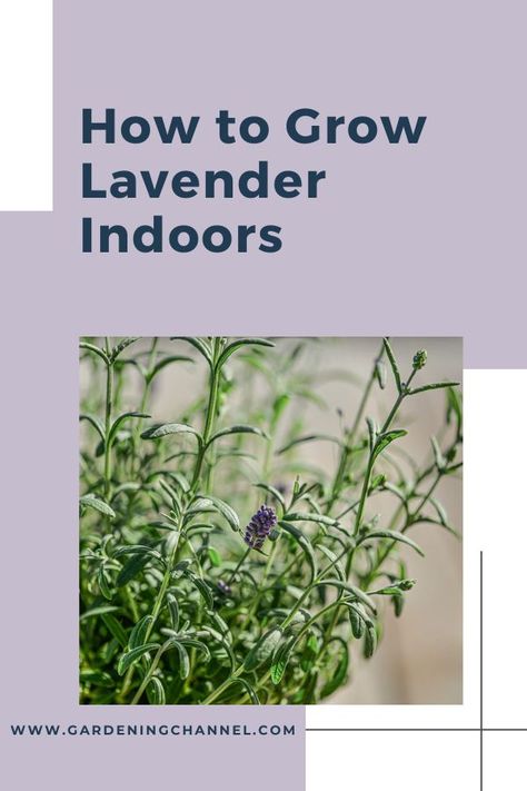 lavender plant with text overlay how to grow lavender indoors Can You Grow Lavender Indoors, Grow Lavender Indoors, Growing Lavender Indoors, Indoor Lavender Plant, Lavender Indoors, Lavender Plant Care, Grow Lavender, Home Plants, Growing Lavender