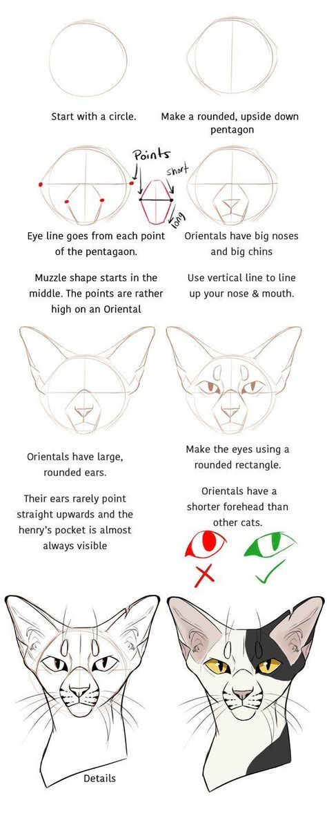 Hier sind wirEin Tutorial für den Starclan-EffektAuf Photoshop ist das abereffekt photoshop starclan tutorial Check more at ://diyhaustiere.ml/hier-sind-wir-ein-tutorial-fur-den-starclan-effekt-auf-photoshop-ist-das-aber/ Cat Drawing Tutorial, Cat Anatomy, Warrior Cat Drawings, 강아지 그림, Warrior Cats Art, Drawing Faces, Poses References, Cat Eyes, Warrior Cat