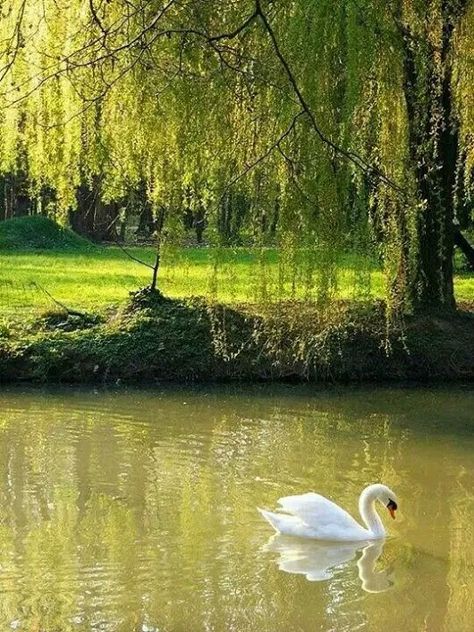 Nice Photography, Swan Love, Weeping Willow Tree, Beautiful Swan, Pond Landscaping, Weeping Willow, Celebrate Life, White Swan, Bird Pictures