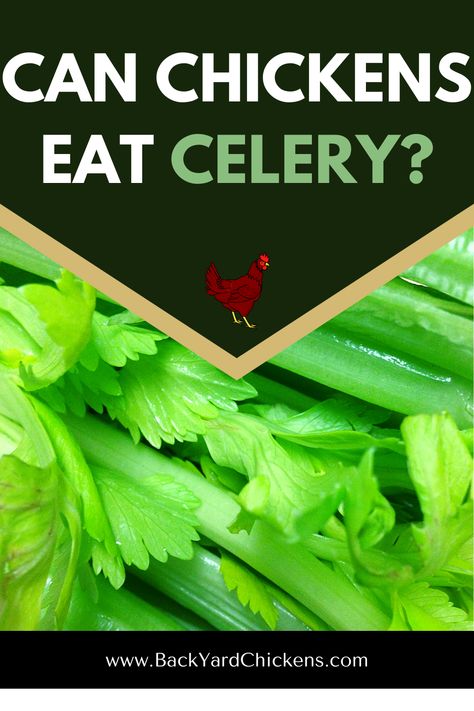 Celery contains the vitamins and minerals your chickens need in the right amounts. However, since chickens tend to be picky, they might not eat it right away when you start feeding them. In order to get them to eat it, you need to make it palatable. Listed in this article are some things to consider when giving your chickens celery. Chicken Scraps List, Chicken Vitamins, Chicken Scraps, General Chicken, Celery Plant, Laying Chickens, Chicken Keeping, Chicken Eating, Latest Obsession