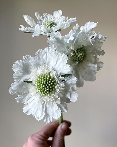 l i n d a d ‘ a r c o в Instagram: «Been in bloom since May. I know I shouldn’t play favorites, but… —————————————————— #flowerfarm #flowerfarmer #adirondacks #weddingflorist…» Fleur Aesthetic, Scabiosa Pods, Flower Farmer, Moon Garden, Fruit Garden, Seasonal Flowers, Art Flowers, May I, Flower Farm