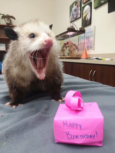 Casual Geographic, Possum Funny, A Ferret, Awesome Possum, Street Cats, Cardboard Sculpture, Reaction Pic, Trash Panda, Reaction Pics