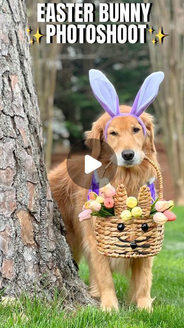 Sunday | Not Your Typical  Golden Retriever on Instagram: "Here is your sign to do an “Easter Photo Shoot” with your dog📸 

Did we boost your serotonin? Doesn’t Sunday make a cute  bunny? 🐰 

Happy Easter Weekend Everyone! ✨

#goldenretriever #weeklyfluff  #goldenretrieverphotos #dogphotoshoot #dogmodel #dogphotos #dog #easter  #bunnyears #viral #cutedogpics" Easter Photo Shoot, Happy Easter Weekend, Dog Easter, Easter Photoshoot, Dog Photoshoot, Easter Photos, Easter Weekend, Dog Modeling, Cute Bunny