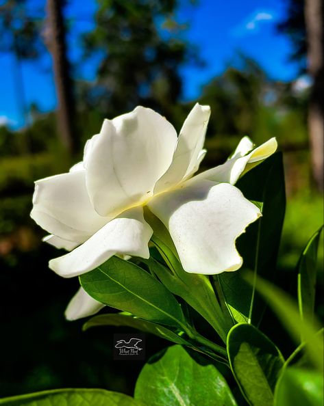 Gardenia Flowers, Gardenia Plant, Gardenia Flower, Flowers Everywhere, About The Author, Like Crazy, White Flowers, Blossom, Plants