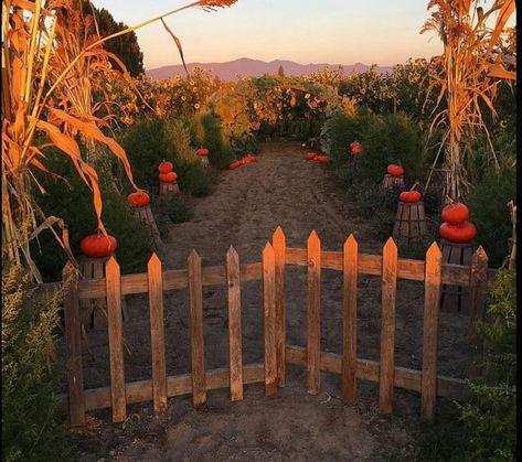 Pumpkin Contest Ideas No Carve, Halloween Crafts For Kids Preschool, Pumpkin Contest Ideas, Dollar Tree Crafts Halloween, Cute Pumpkin Carving, Pumpkin Carving Designs, Halloween Pumpkins Painted, Beautiful Pumpkins, Fall Fest