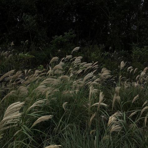 Gothic Academia Aesthetic, Green Academia, Dark Naturalism, Dark Look, Dark Paradise, Academia Aesthetic, Woodland Creatures, Nature Aesthetic, Grunge Aesthetic