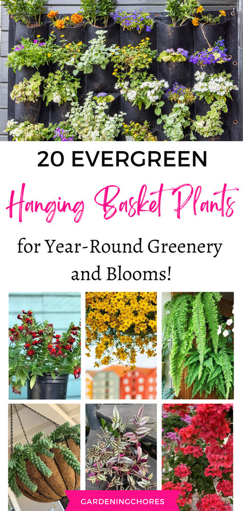 Looking For All Year Blossom, Evergreen Plants that Flourish in Hanging Baskets All Year Round Winter Hanging Baskets Outdoor, Hanging Fall Flower Baskets, Evergreen Hanging Basket, Winter Baskets Hanging, Perennial Hanging Baskets, Fall Hanging Baskets, Winter Hanging Baskets, Wicker Basket Hanging Planter, Hanging Plants Outdoor