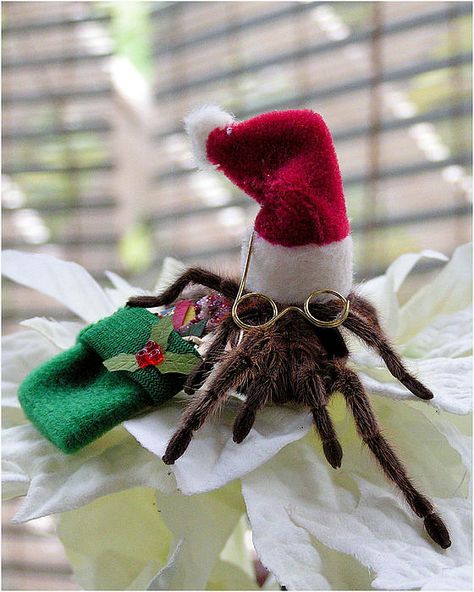 Santa Tarantula!    NO SHE DIDNT!! LMAO Spider Artwork, Spider Wall, Spider Baby, Pet Spider, Rodent Control, Spooky Spiders, Spider Art, Do Cute, Jumping Spider