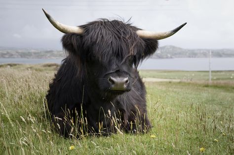 Iona | par agatabart Valais Sheep, Black Highland Cow, Scottish Animals, Highland Cow Art, Scottish Cow, Scottish Highland Cow, Fluffy Cows, Cow Pictures