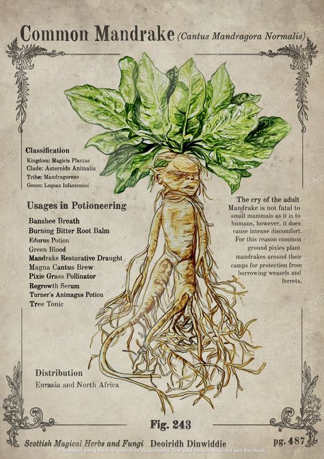 Magick Mandrake Plant page from herbology textbook artwork #herbology #harrypotter #botanicalposter #vintagebotanical #darkacademia #cottagecore #magicalplants #potioningredients #potionstextbook #herbologytextbook #potions #professorsprout #botanicalillustration #witchcore Magical Plants Harry Potter, Fantasy Botanical Illustration, Herbology Wallpaper Aesthetic, Harry Potter Herbology Printables, Potions Book Harry Potter, Hogwarts Potions Classroom, Harry Potter Plants Herbology, Harry Potter Herbology Aesthetic, Hogwarts Herbology Aesthetic