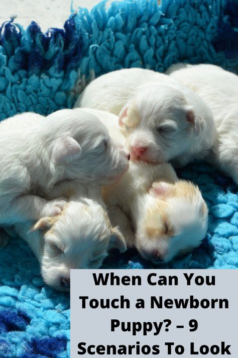 Newborn Puppy Picture Ideas, Caring For Newborn Puppies, Caring For Puppies, Preparing For Puppies To Be Born, Welping Box Ideas Puppies Diy, Delivering Puppies, Newborn Puppy Pictures, Newborn Puppy Photoshoot Ideas, Whelping Room Ideas