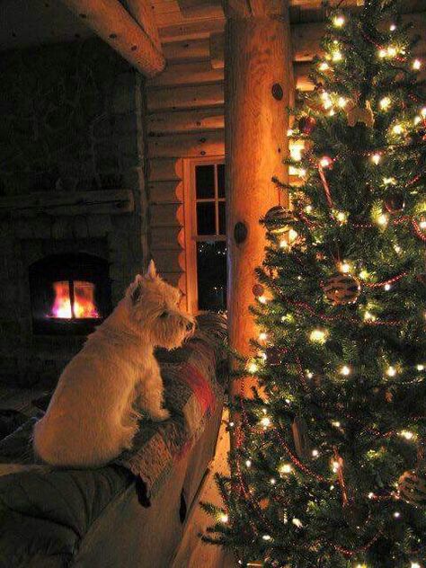 Country Christmas Westie Christmas, Christmas Cabin, Log Fire, Christmas Picture, Christmas Dogs, Westie Dogs, Christmas Puppy, West Highland White, Instagram Christmas