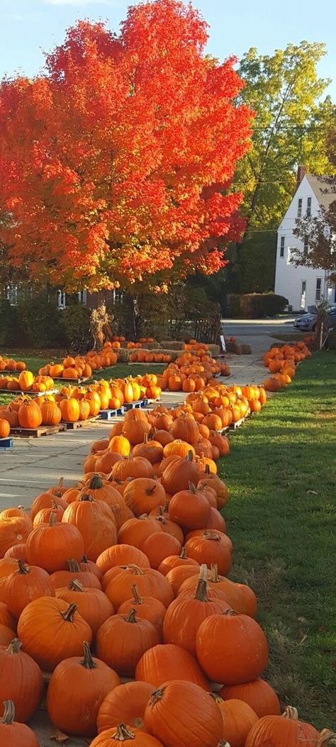 Garden Pathway Ideas, Pathway Ideas, Cheap Landscaping Ideas, Autumn Scenes, Autumn Scenery, Garden Pathway, Autumn Beauty, Fall Pictures, Autumn Aesthetic