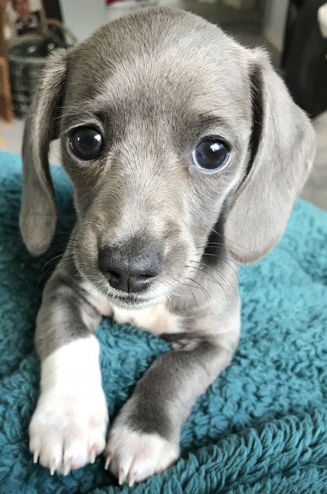 Gray Dachshund! Blue piebald! Isabella Dachshund! My puppy! Isabella Dachshund, Gray Dachshund, Grey Dachshund, Silver Dapple Dachshund, Piebald Dachshund, Dapple Dachshund Puppy, Dogs Images, Doxie Puppies, Dachshund Breed