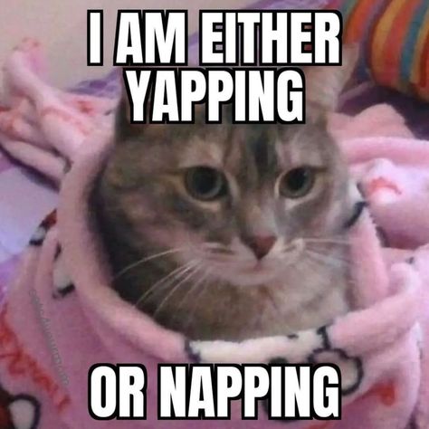 if I'm not responding, I’m either doing one or the other 📸 @icatmem #cats #napping #yapping #memes Banter Podcast, Sleepy Meme, Nap Meme, Podcast Branding, Sleep Meme, Website Aesthetic, Crystal Core, Reaction Pics, Sleepy Cat