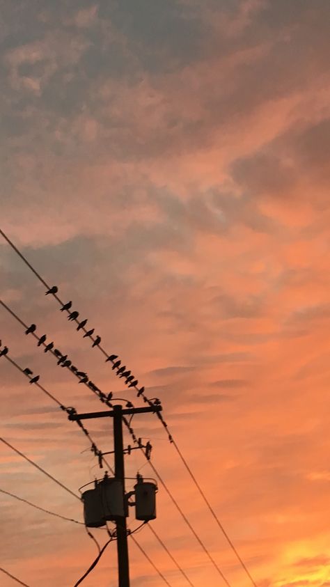 Bird On Electric Wire, Telephone Wires Aesthetic, Birds On Powerline, Birds On Telephone Wire, Thirds Photography, Rule Of Thirds Photography, Birds On Wire, India Street, Sunset Lamp