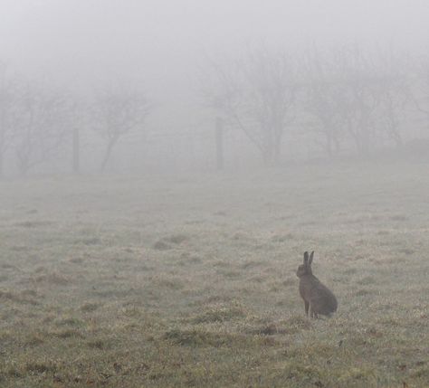 Hare In Misty Field Growing Poetry, Misty Field, Black Shuck, Haunting Photos, Watership Down, Victorian Aesthetic, Garden Animals, Kingfisher, Sirens