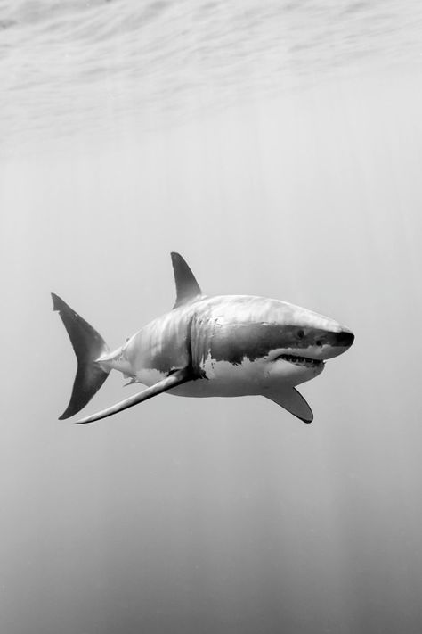 Black And White Shark Photography, Great White Shark Photography, Shark Black And White, Shark Photography, Hai Tattoo, Shark Photos, Shark Pictures, Ultimate Spider Man, Shark Art