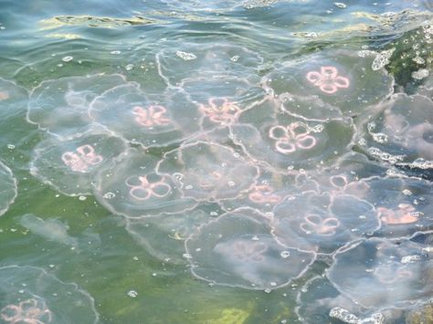 Moon jellyfish in the inlet at Cape Canaveral. Moon Jelly, Moon Jellyfish, L Wallpaper, Water Aesthetic, Carmen Sandiego, Mermaid Aesthetic, 패턴 배경화면, Ocean Vibes, Florida Beaches