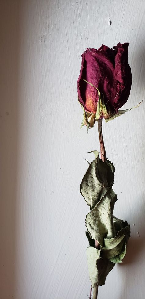 Dried Roses Aesthetic, Rose Dried Flowers, Dried Rose Petal Art, Died Flowers, Dry Rose In Book, Brandon Core, Dried Rose Photography, Dried Rose Buds, Dry Rose