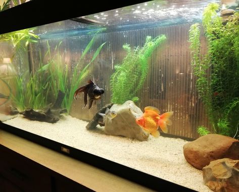 Fancy Goldfish Tank Ideas, Fancy Goldfish Tank, Black Moor Goldfish, Tank Terrarium, Axolotl Tank, Goldfish Aquarium, Fancy Goldfish, Aquarium Set, Goldfish Tank