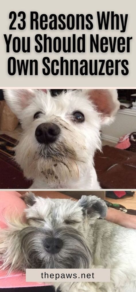 Grooming Miniature Schnauzer, Grooming A Miniature Schnauzer, Grooming A Schnauzer, Schnauzer Face Grooming, Miniature Schnauzer Dogs, Mini Schnauzer Haircut, Mini Schnauzer Grooming Haircuts, Miniature Schnauzer Drawing, Schnauzers Miniature