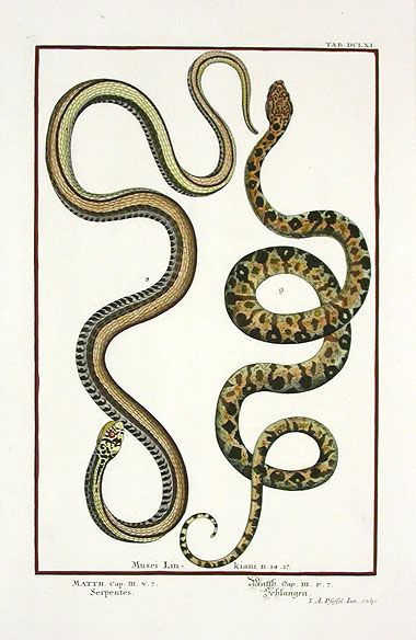 Scheuchzer Antique Prints, Snakes 1728 Snakes Illustration, Snake Farm, Snake Illustration, Snake Drawing, Snake Tattoo Design, Corn Snake, Tropical Animals, Botanical Tattoo, Celtic Tattoos