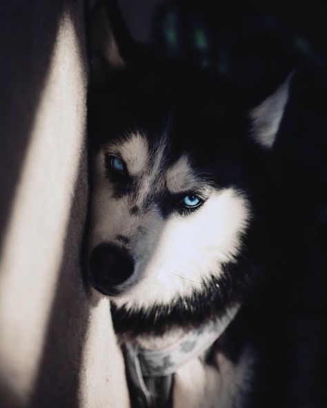 A Husky, Siberian Husky, Nap Time, Blue Eyes, Husky, Photography, Blue