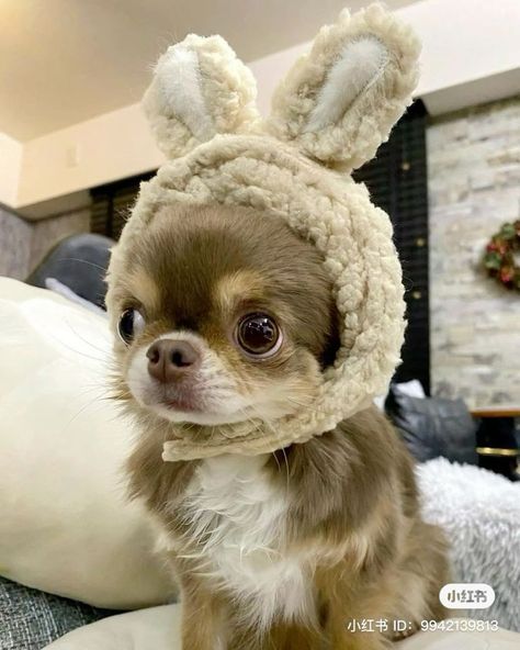 Psy Chihuahua, Dog Snapchats, Cute Dogs Images, Heartwarming Photos, Pet Photos, Very Cute Dogs, Funny Animal Photos, Cute Chihuahua, Cute Little Puppies