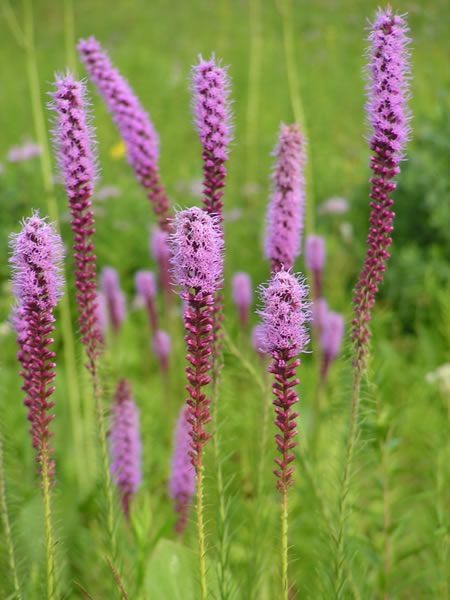 Prairie Blazing Star - grows up to 4' Liatris Pycnostachya, Liatris Spicata, Star Seed, Blazing Star, Gardening Landscaping, Worm Composting, Perennial Flowers, Moon Nursery, Landscaping Garden