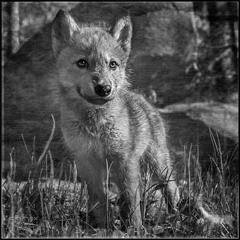 I Don't Wanna Grow Up (Dreams of Future Past) - Grey Wolf Pup (Canis lupus) Coastal Wolf, Paul Nicklen, Great Bear Rainforest, Wolf Pups, Eagle Feather, Wolf Pup, Eagle Feathers, Ocean Shores, Rare Animals